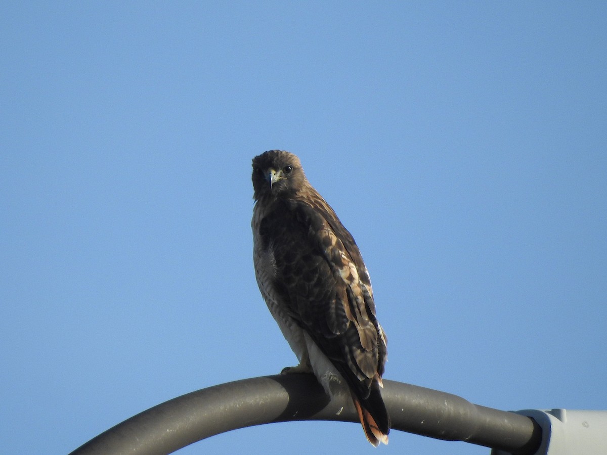Red-tailed Hawk - ML642667353