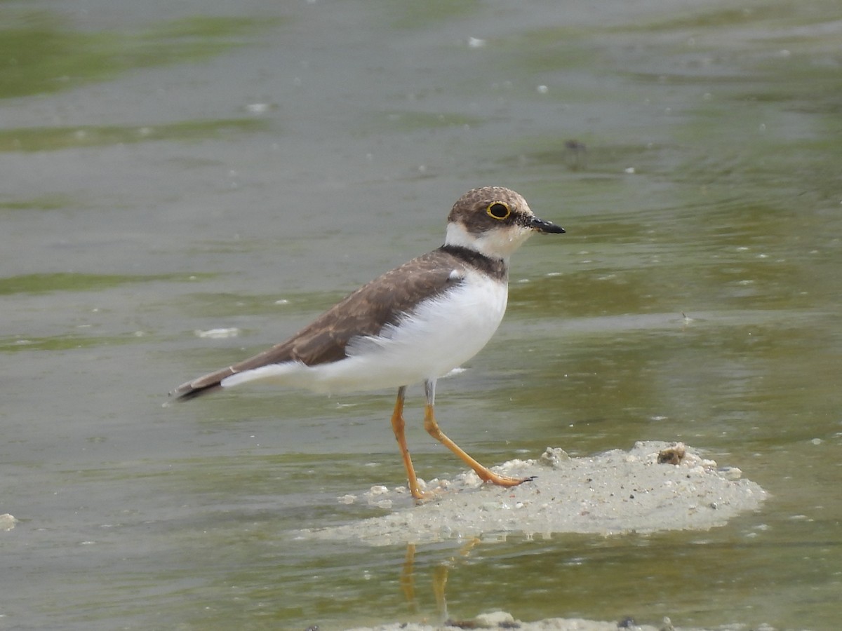 Little Ringed Plover - ML642667357
