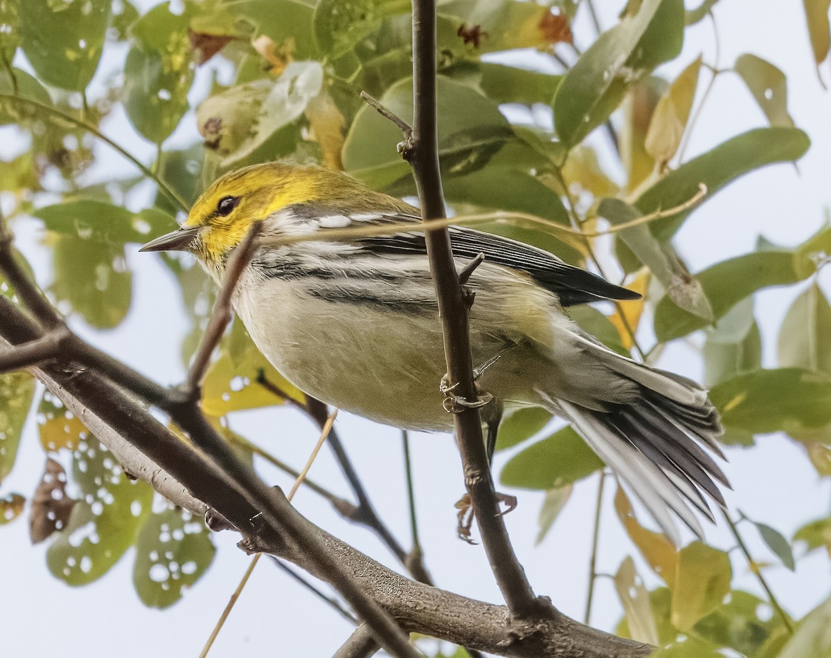 Black-throated Green Warbler - ML642667360