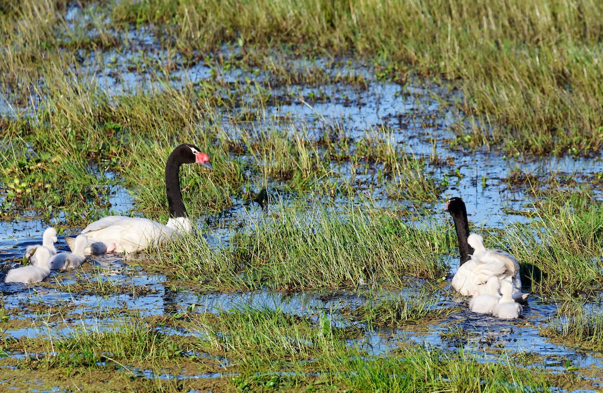 Black-necked Swan - ML642667361