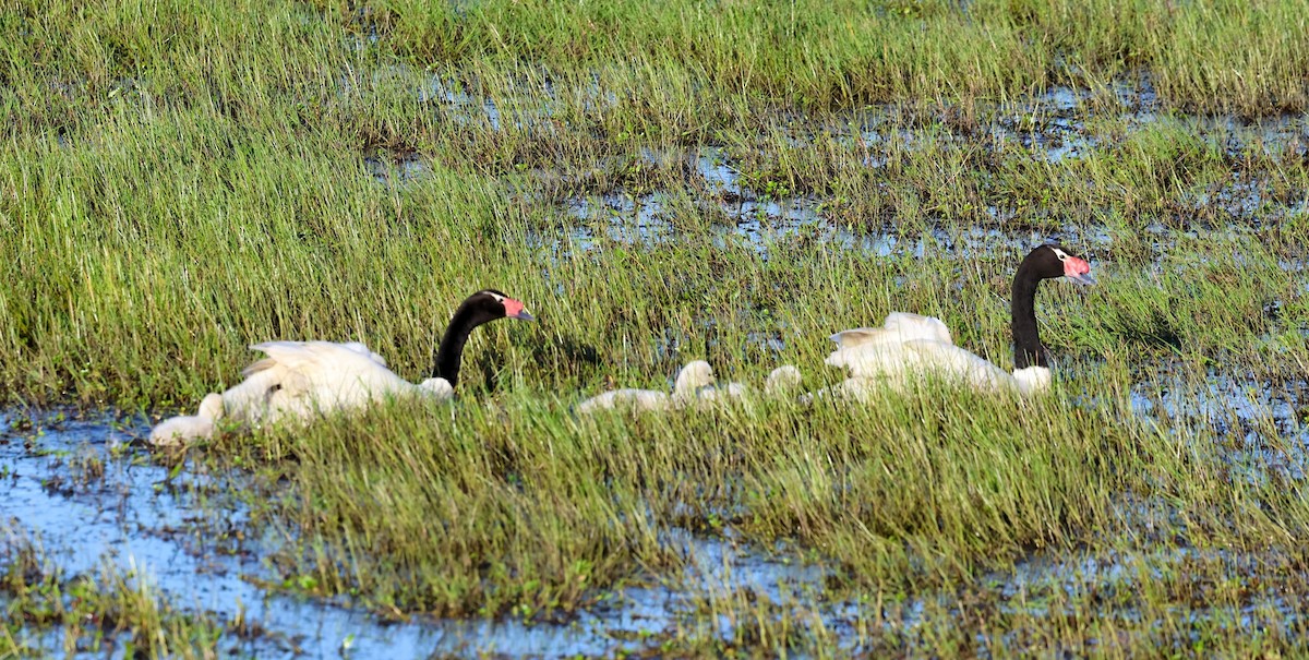 Black-necked Swan - ML642667362