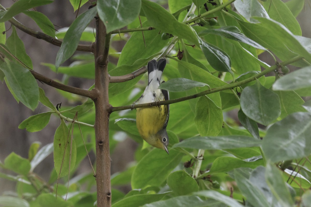 Magnolia Warbler - ML642667373