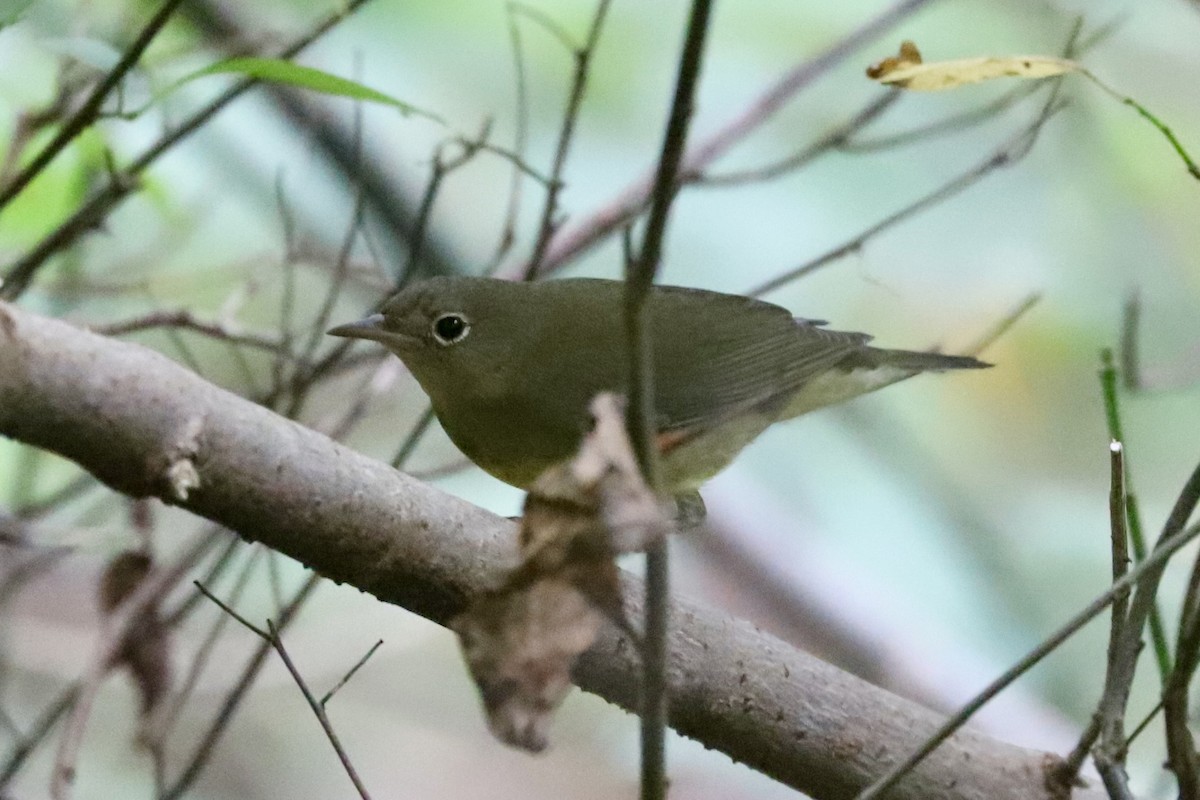 Connecticut Warbler - ML642667375