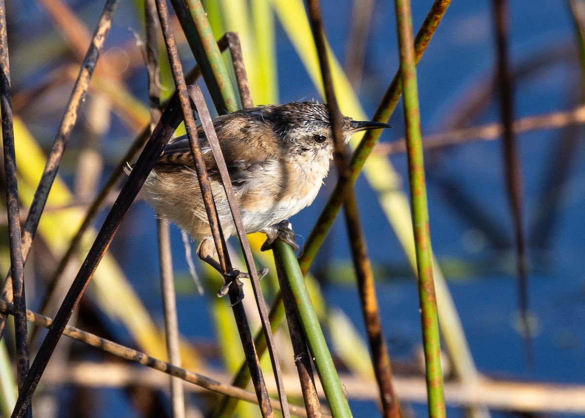Marsh Wren - ML642667376