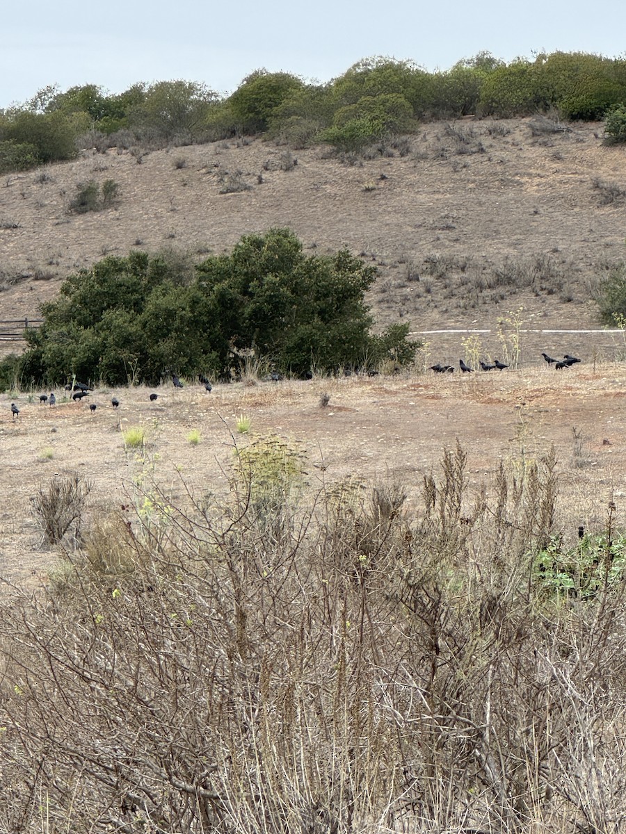 American Crow - ML642667378