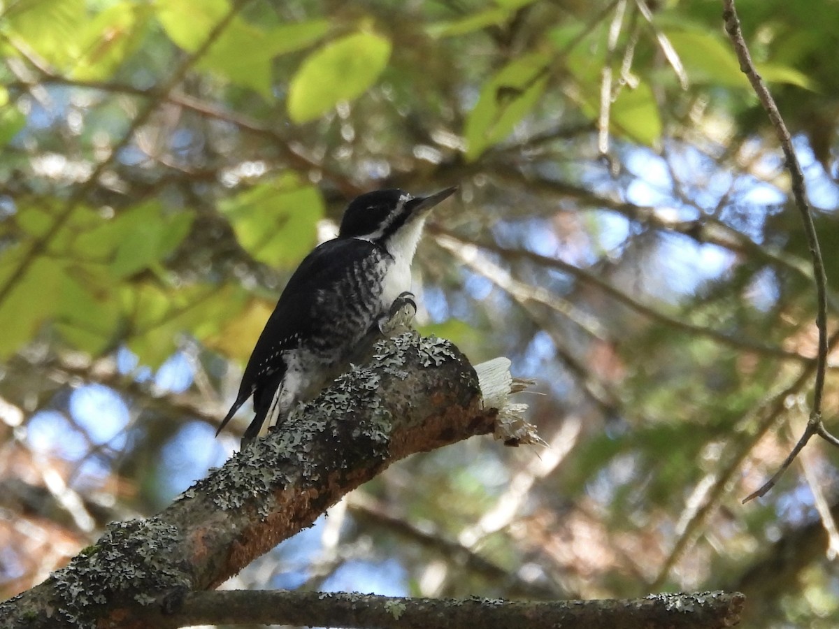 Black-backed Woodpecker - ML642667425