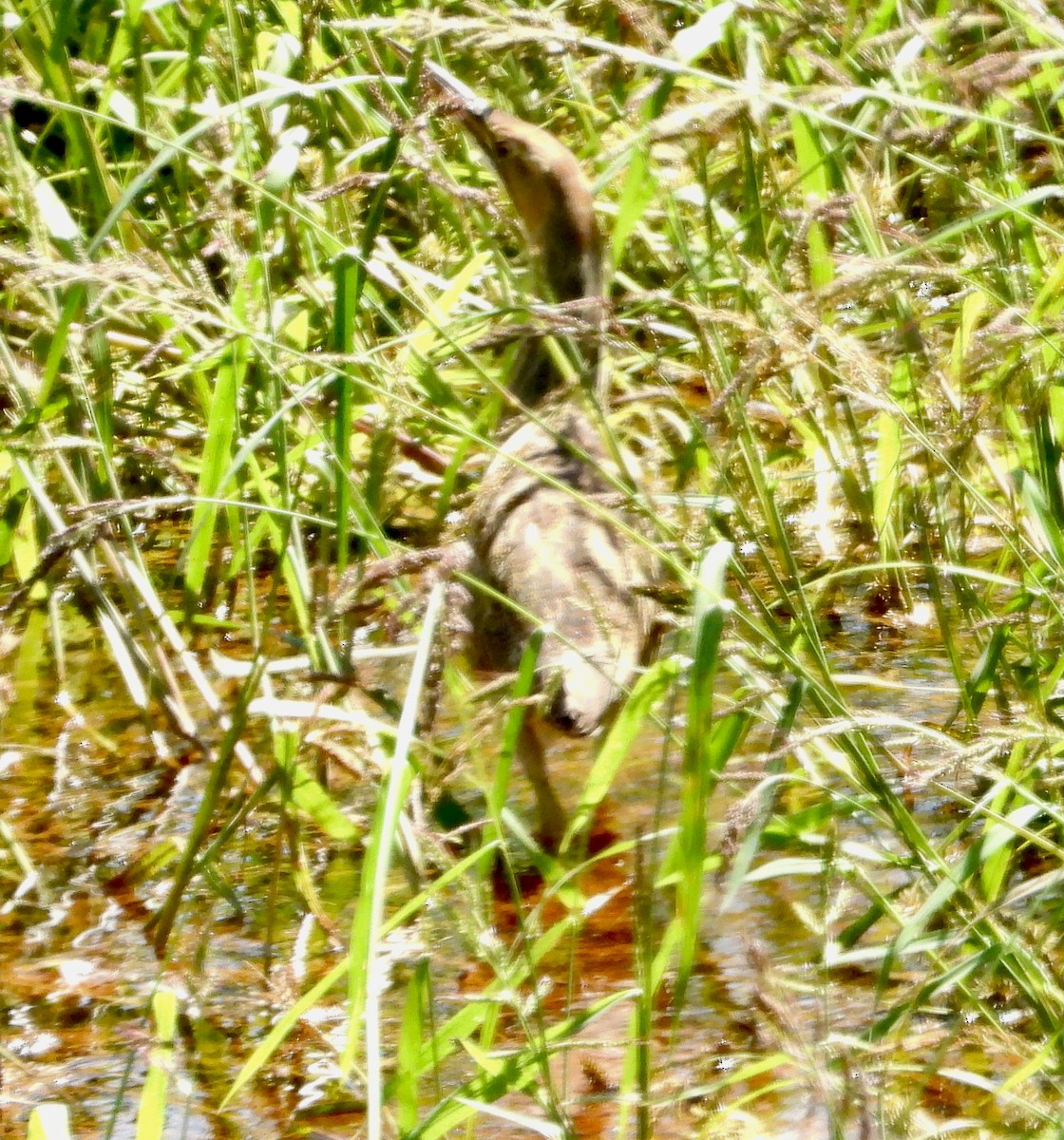 American Bittern - ML642667431