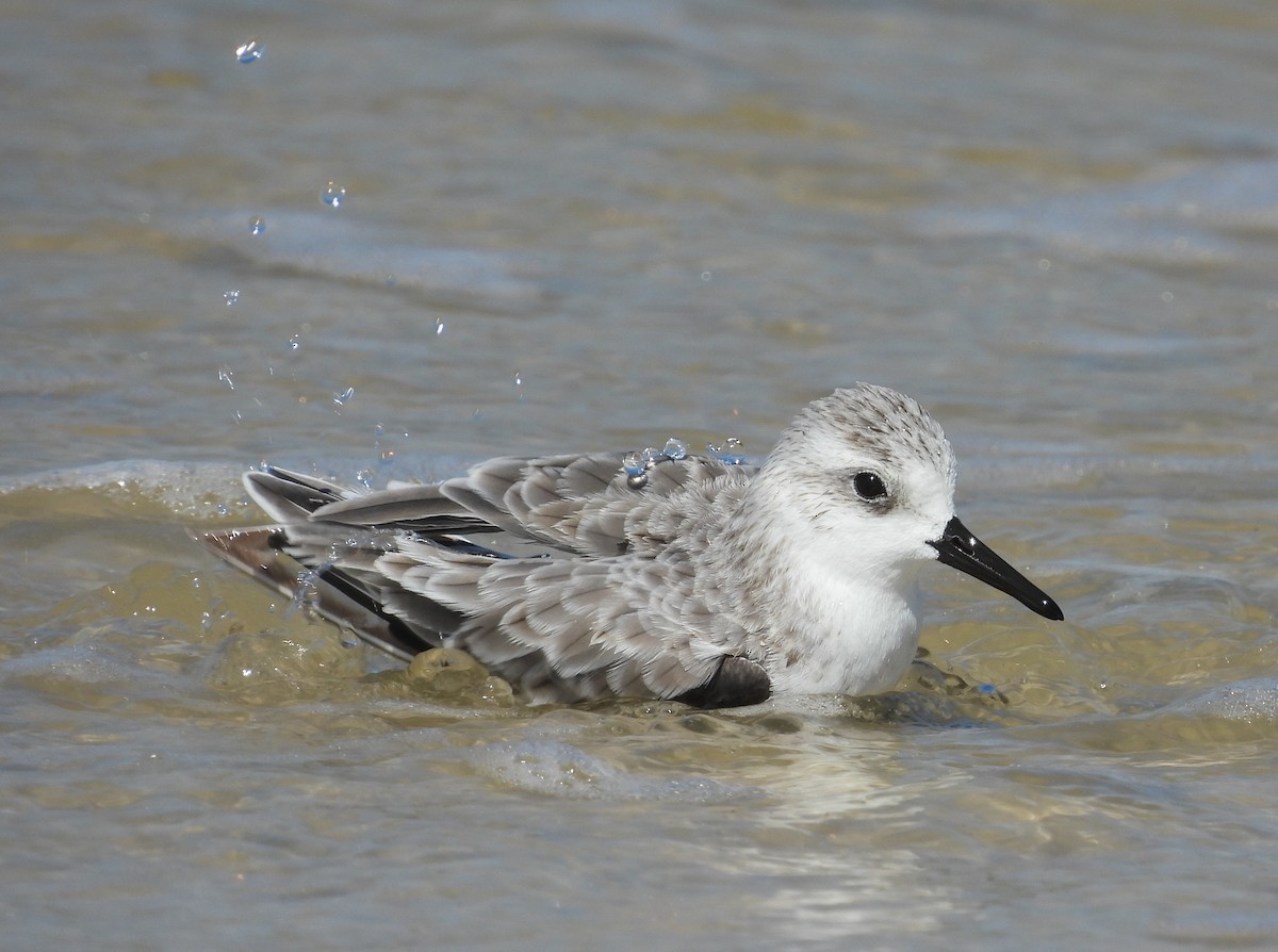 Sanderling - ML642667448