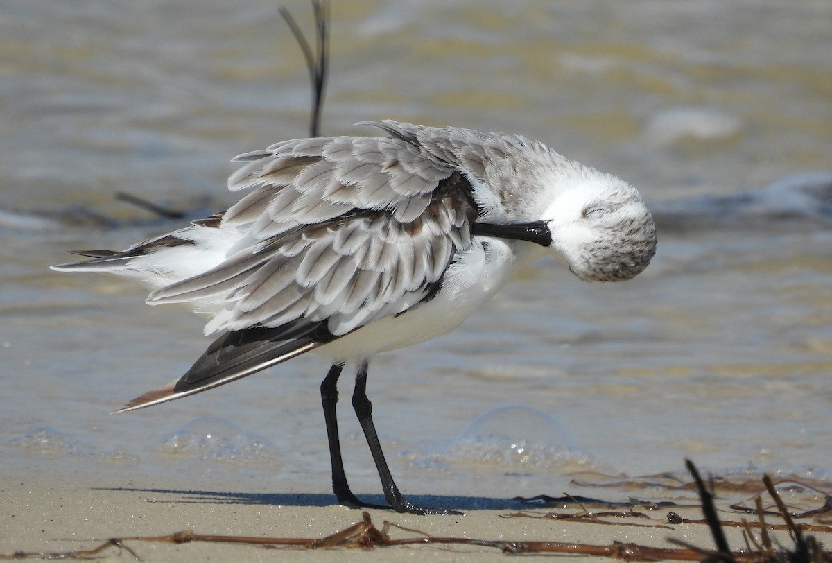 Sanderling - ML642667450