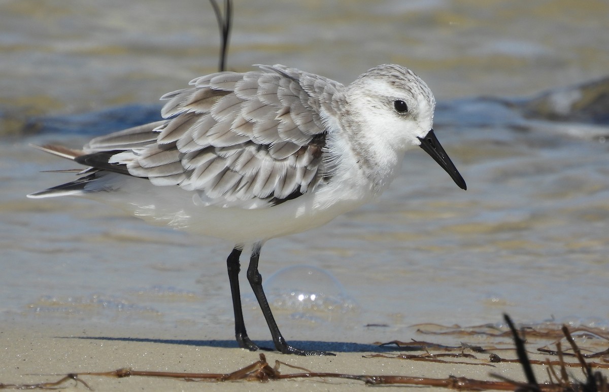 Sanderling - ML642667451