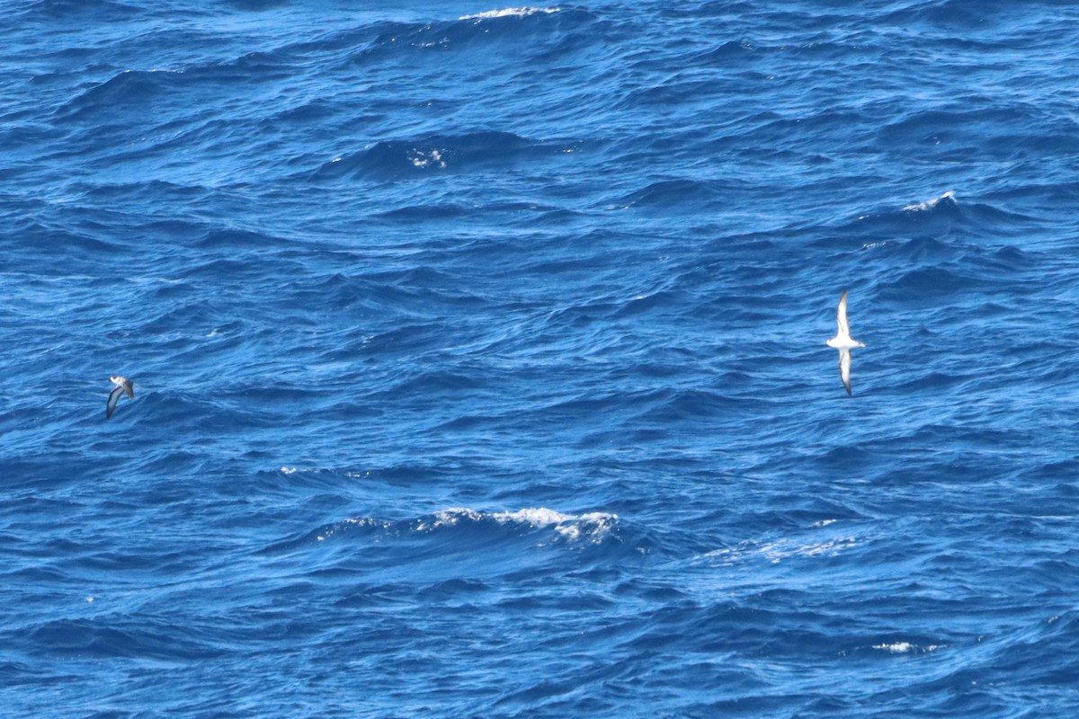 Black-capped Petrel - ML642667461