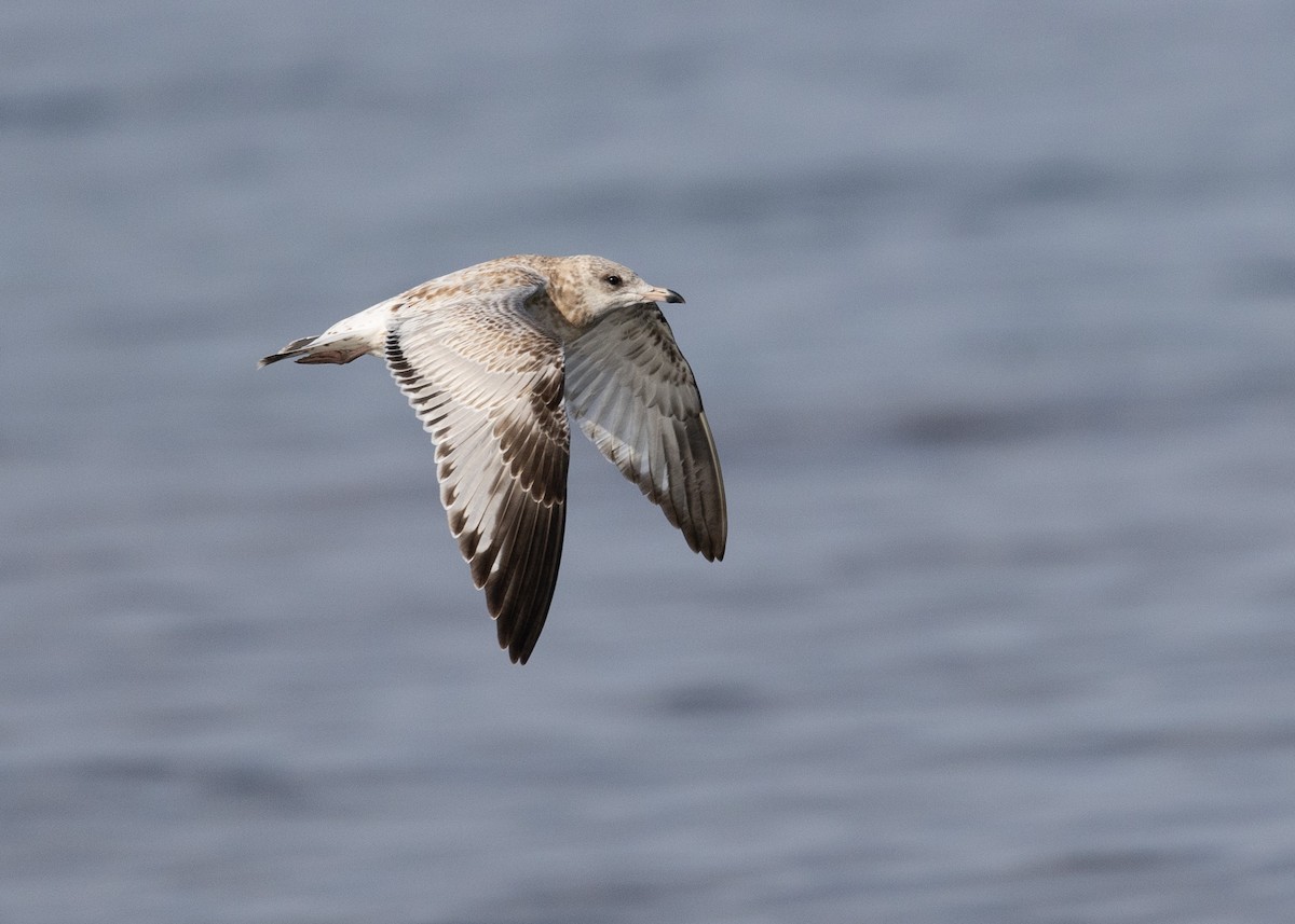 Ring-billed Gull - ML642667475