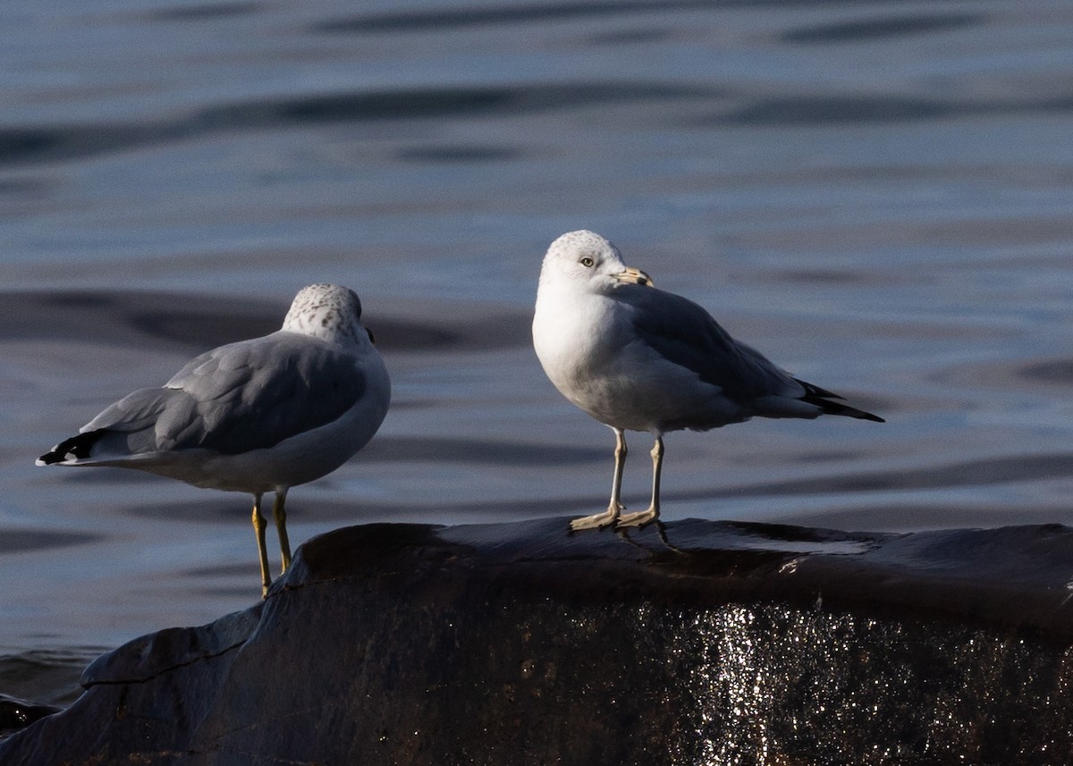 Ring-billed Gull - ML642667476