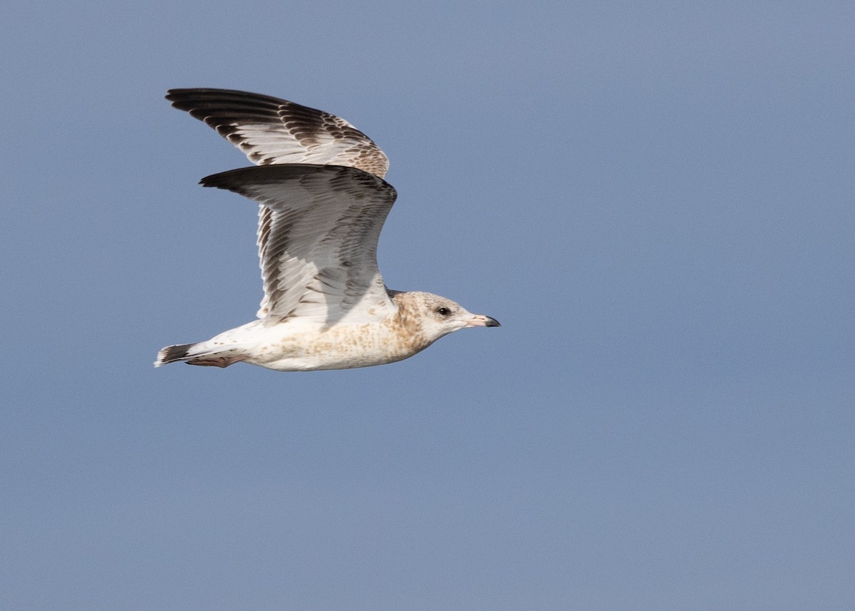 Ring-billed Gull - ML642667477