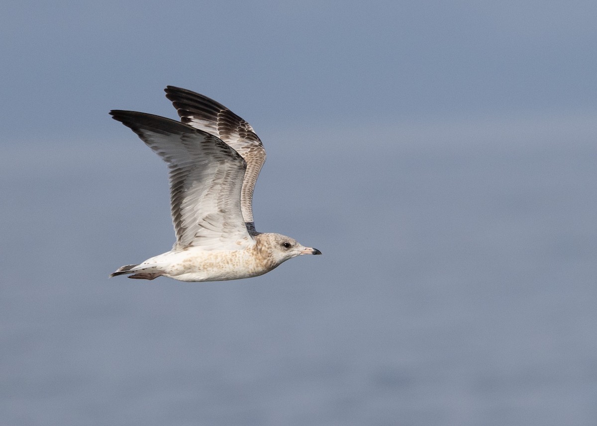 Ring-billed Gull - ML642667478