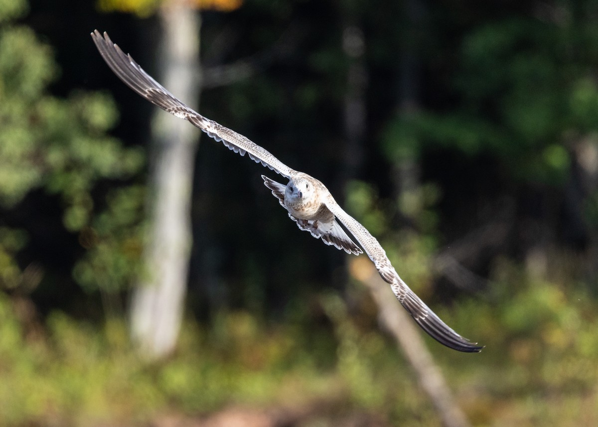 Ring-billed Gull - ML642667479
