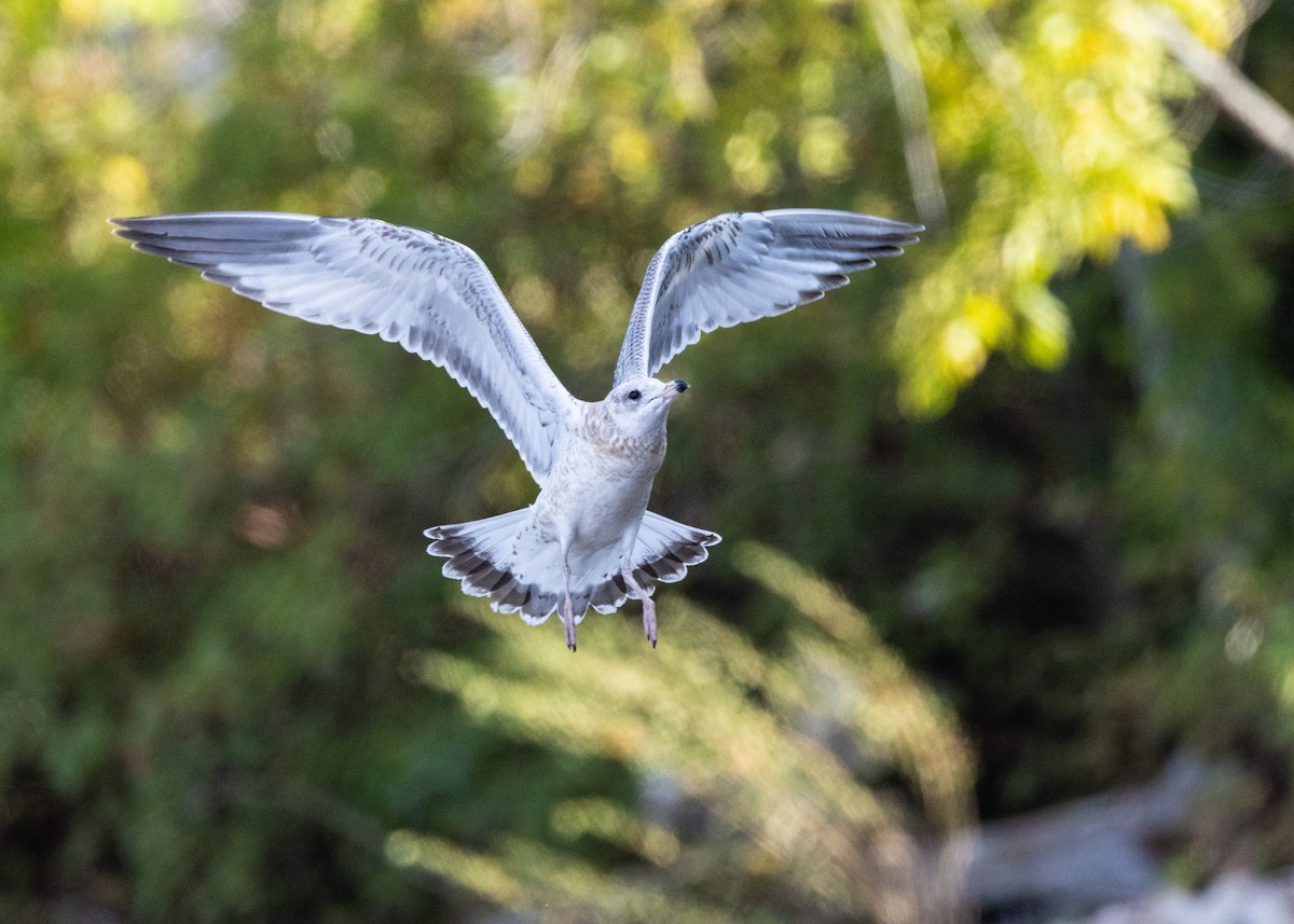 Ring-billed Gull - ML642667480