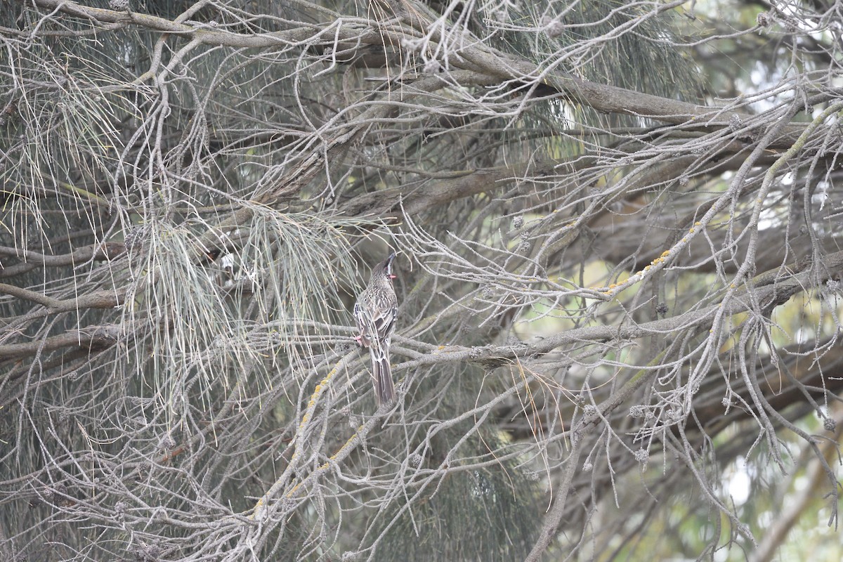 Red Wattlebird - ML642667482