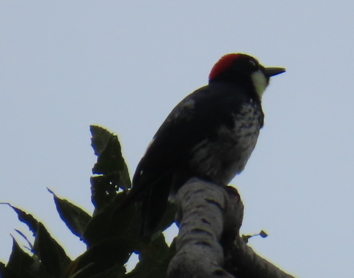 Acorn Woodpecker - ML642667486