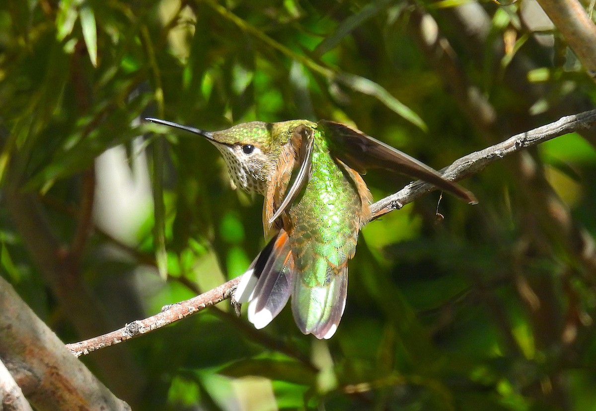 Broad-tailed Hummingbird - ML642667488