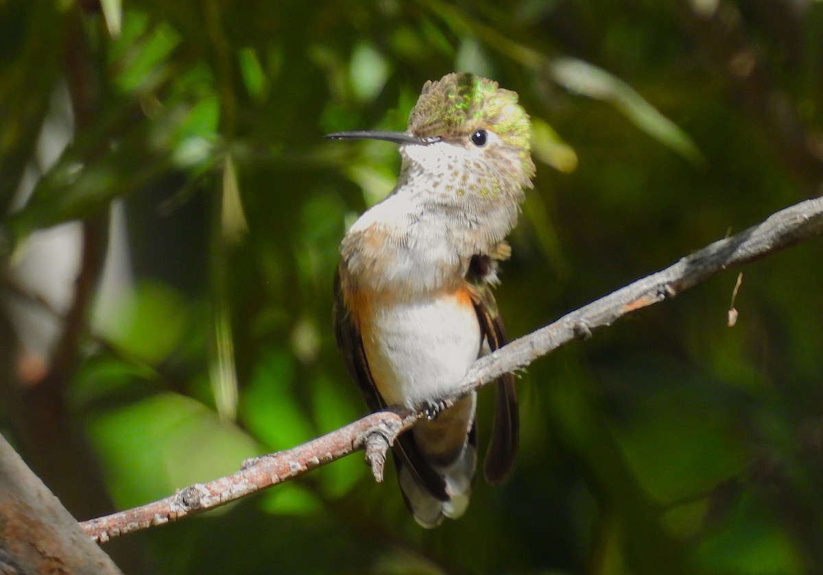 Broad-tailed Hummingbird - ML642667489