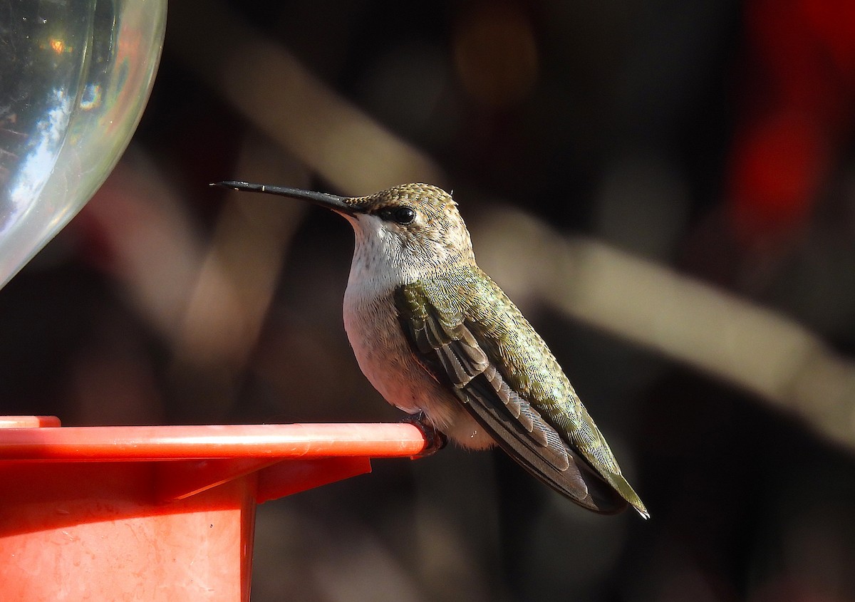 Black-chinned Hummingbird - ML642667495