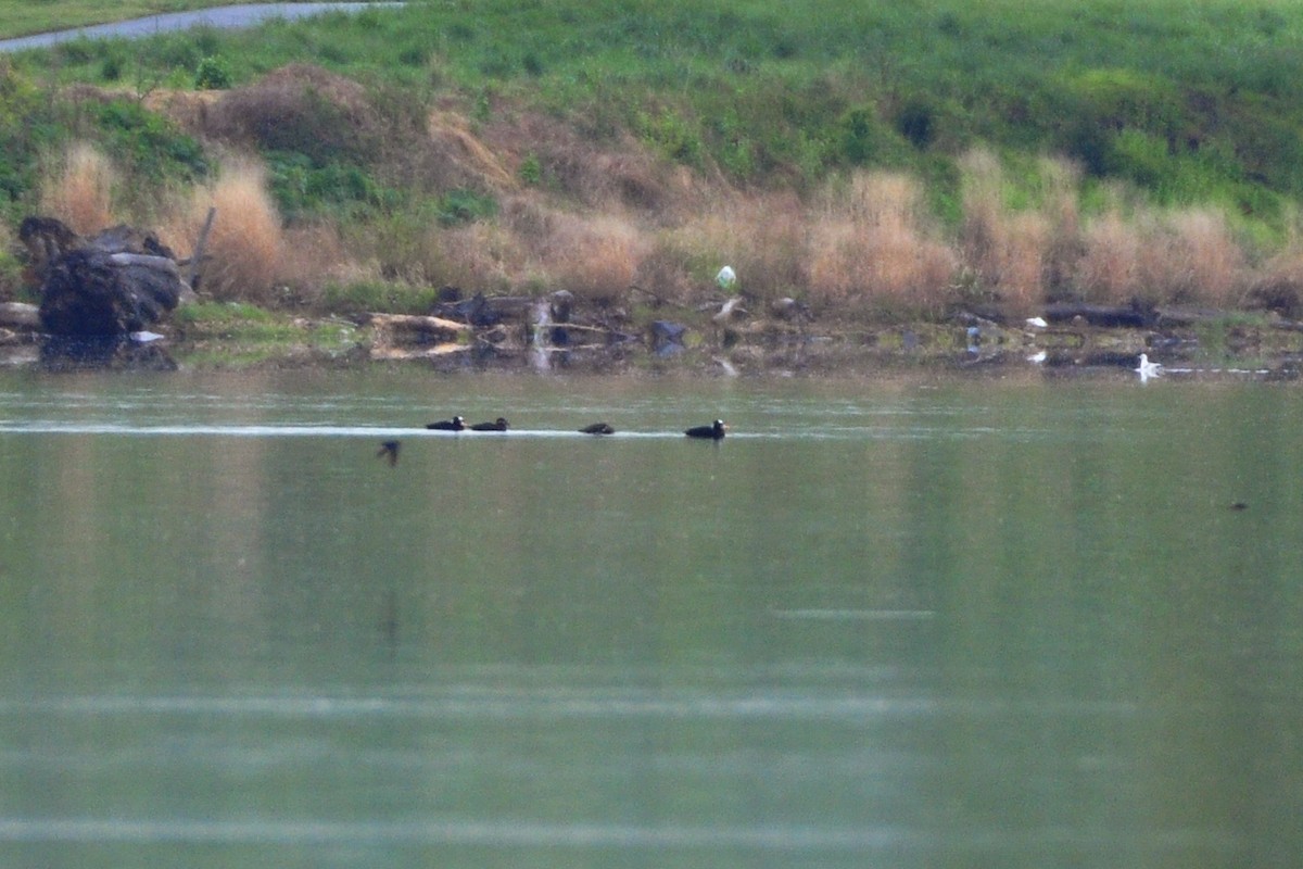 Surf Scoter - ML642667500
