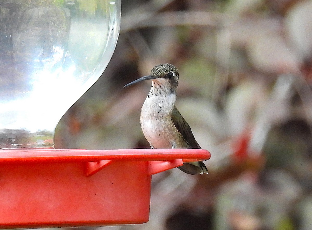 Black-chinned Hummingbird - ML642667503