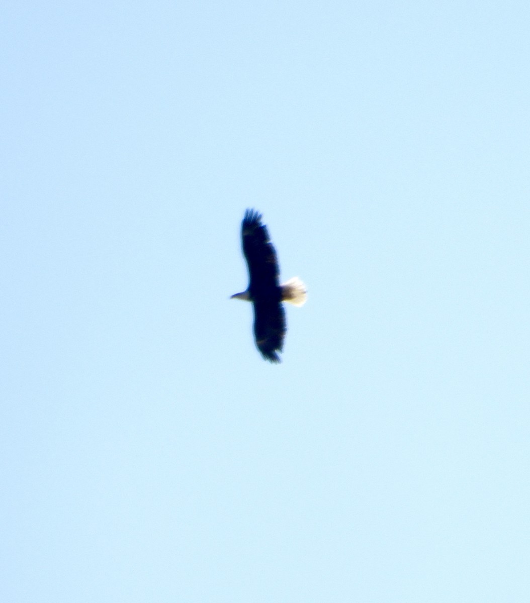 Bald Eagle - ML642667506