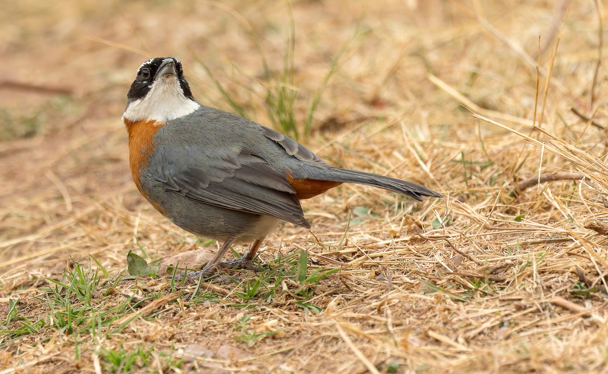 Chestnut-breasted Mountain Finch - ML642667507