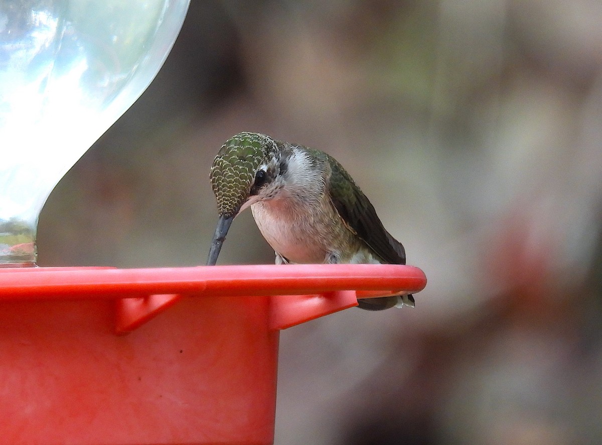 Black-chinned Hummingbird - ML642667508