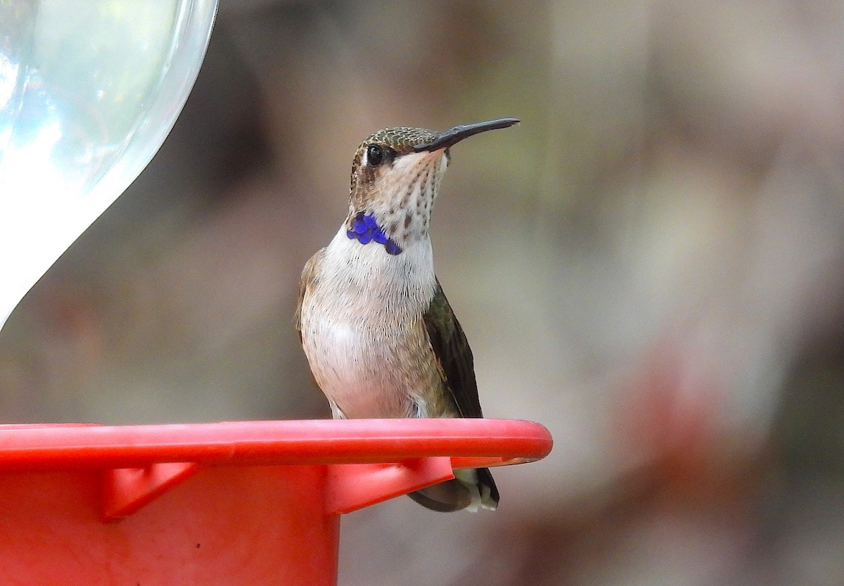 Black-chinned Hummingbird - ML642667513