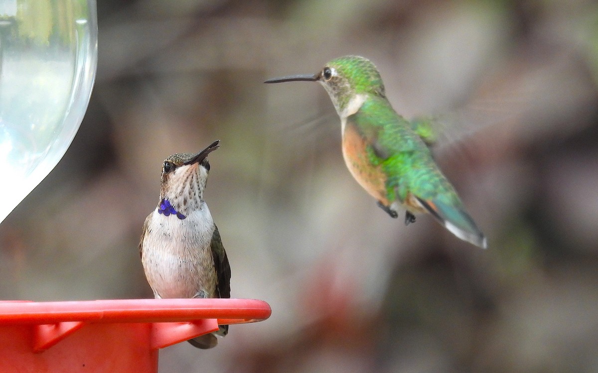 Black-chinned Hummingbird - ML642667517