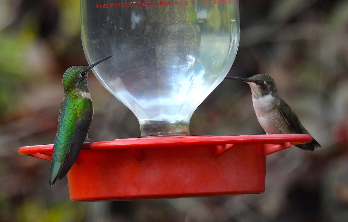 Black-chinned Hummingbird - ML642667520