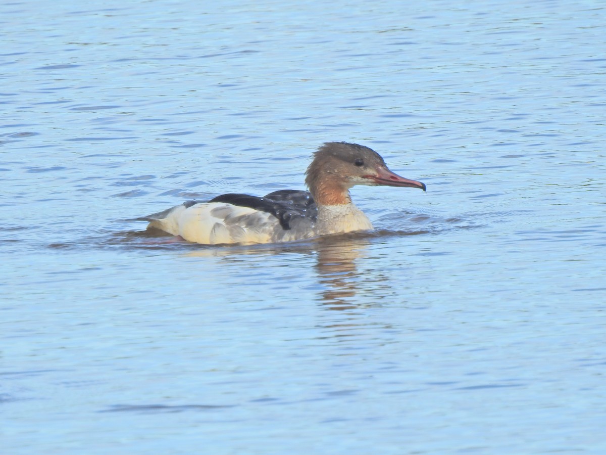 Common Merganser - ML642667523