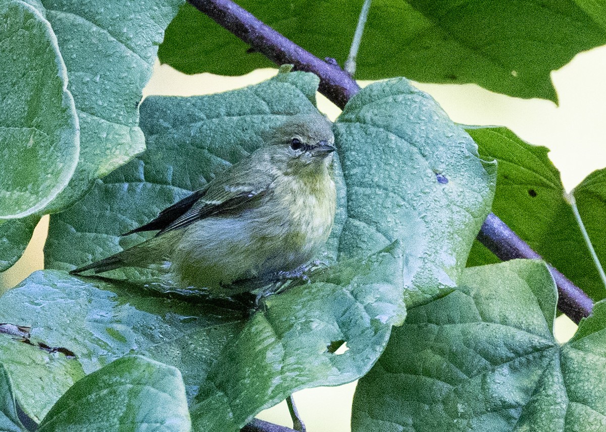 Tennessee Warbler - ML642667529