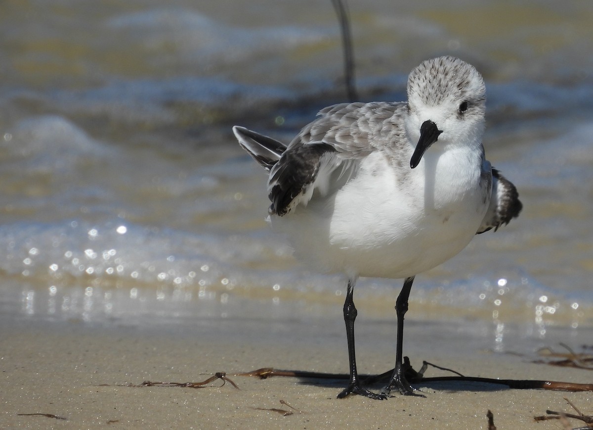 Sanderling - ML642667531