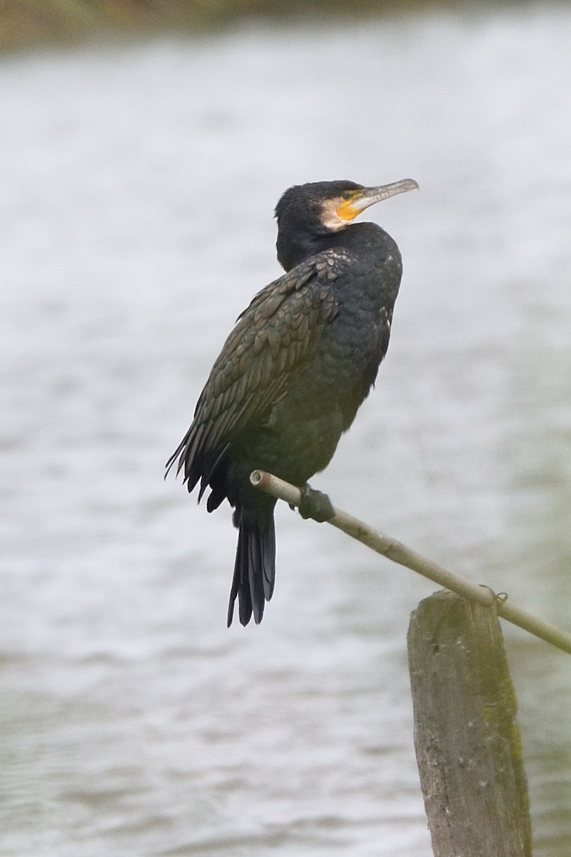 カワウ - ML642667532