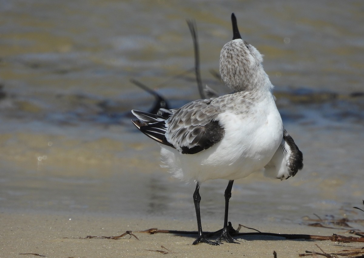 Sanderling - ML642667534