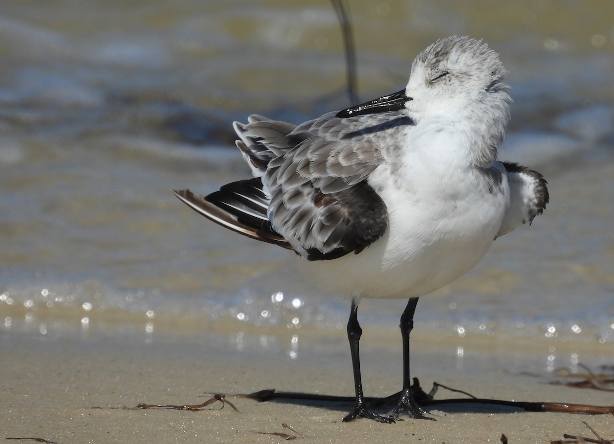 Sanderling - ML642667535