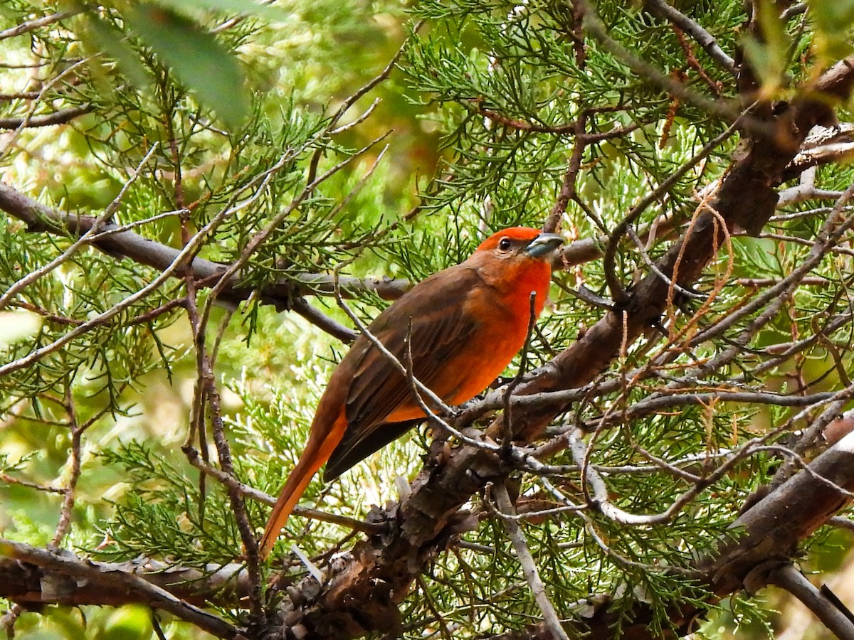 Hepatic Tanager - ML642667552