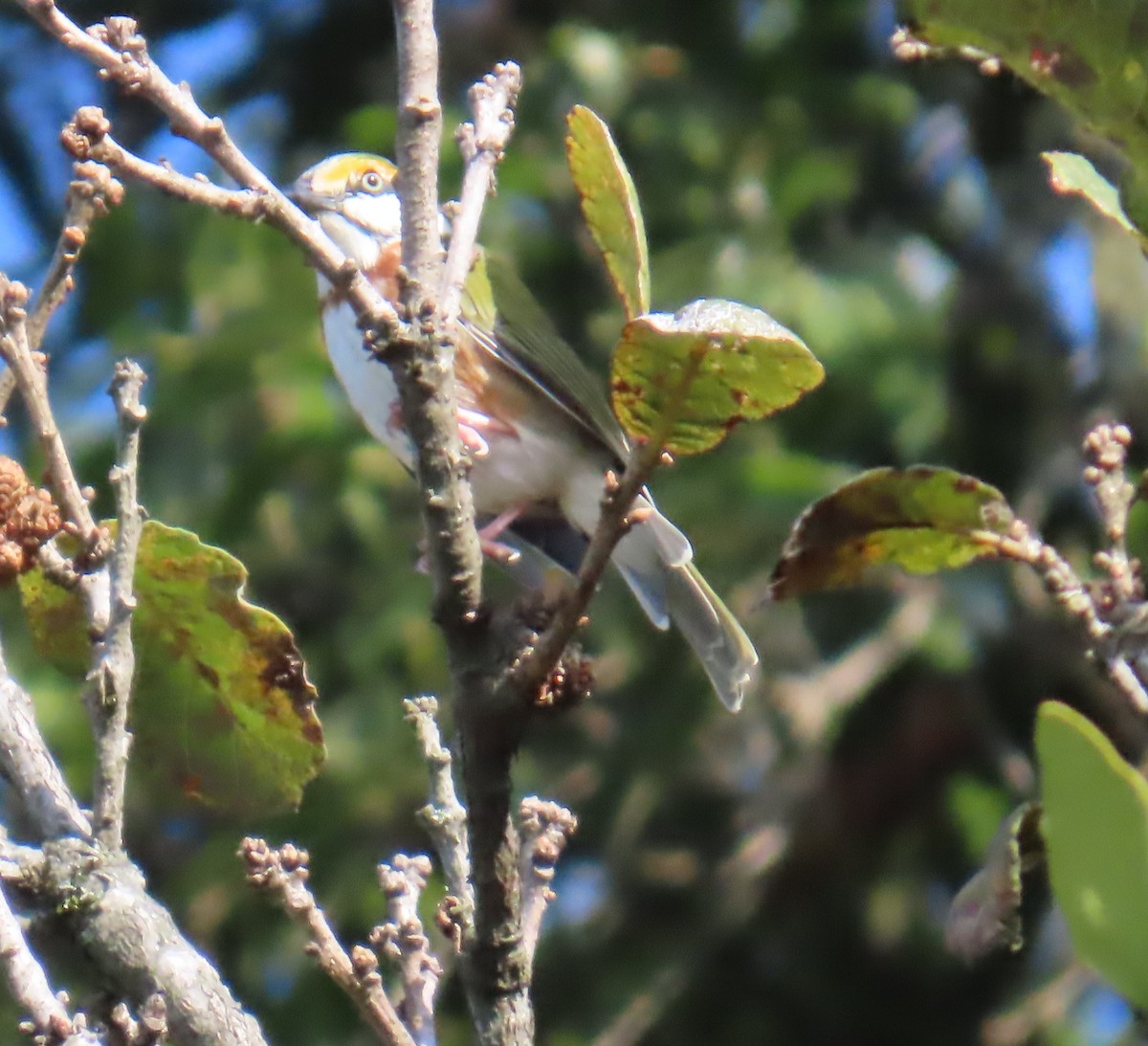 Chestnut-sided Shrike-Vireo - ML642667562
