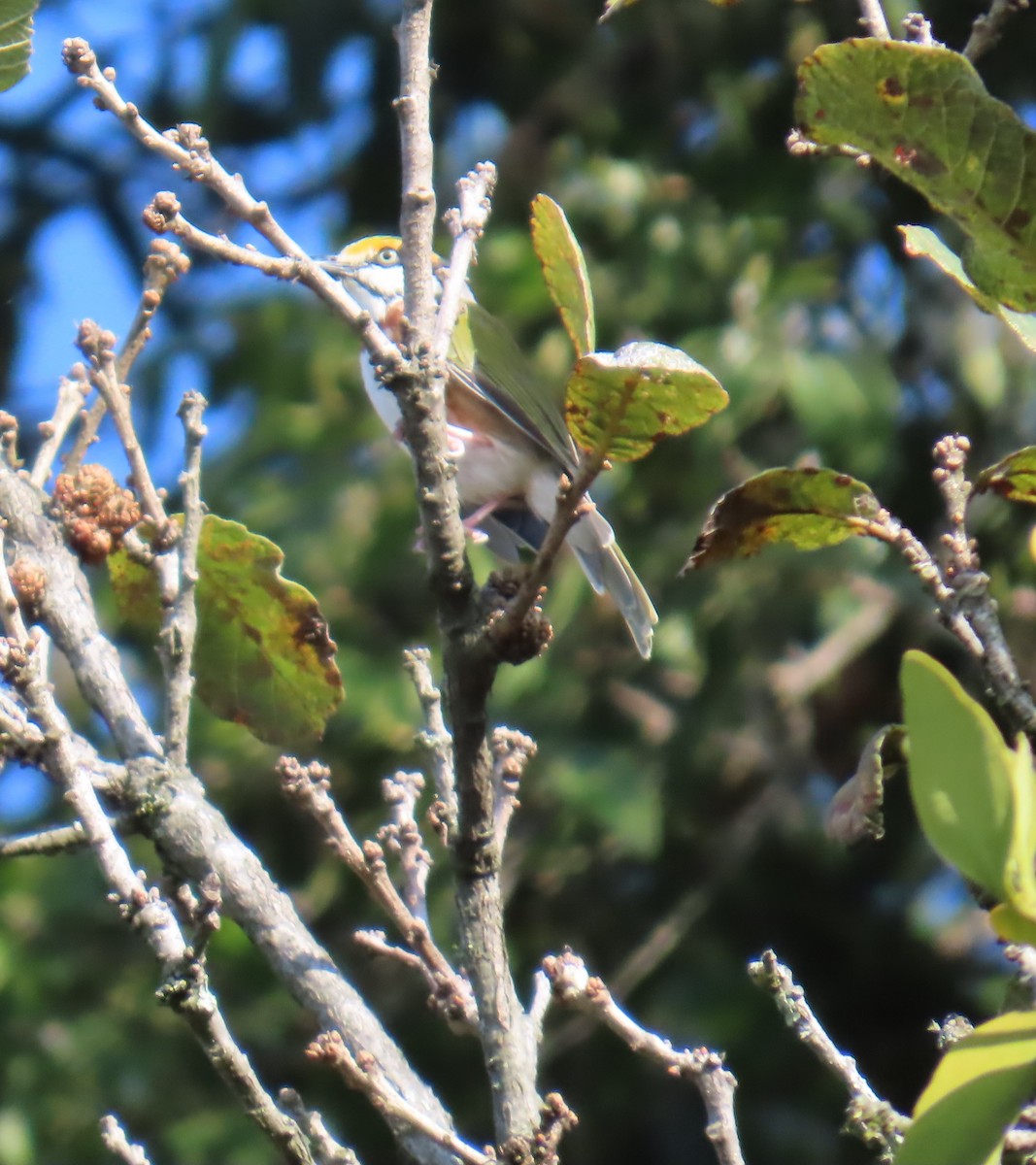 Chestnut-sided Shrike-Vireo - ML642667563