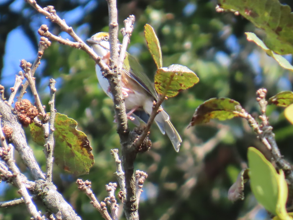 Chestnut-sided Shrike-Vireo - ML642667564