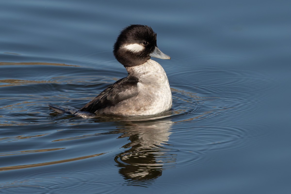 Bufflehead - ML642667576