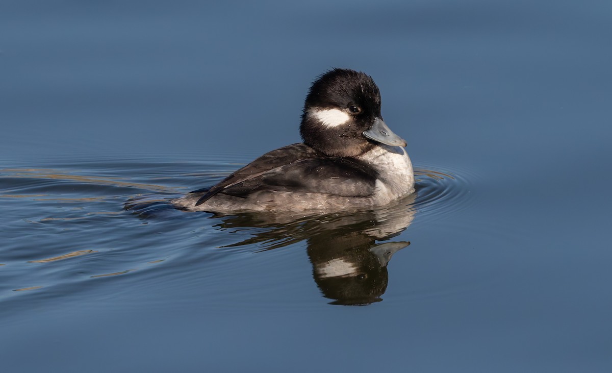 Bufflehead - ML642667580