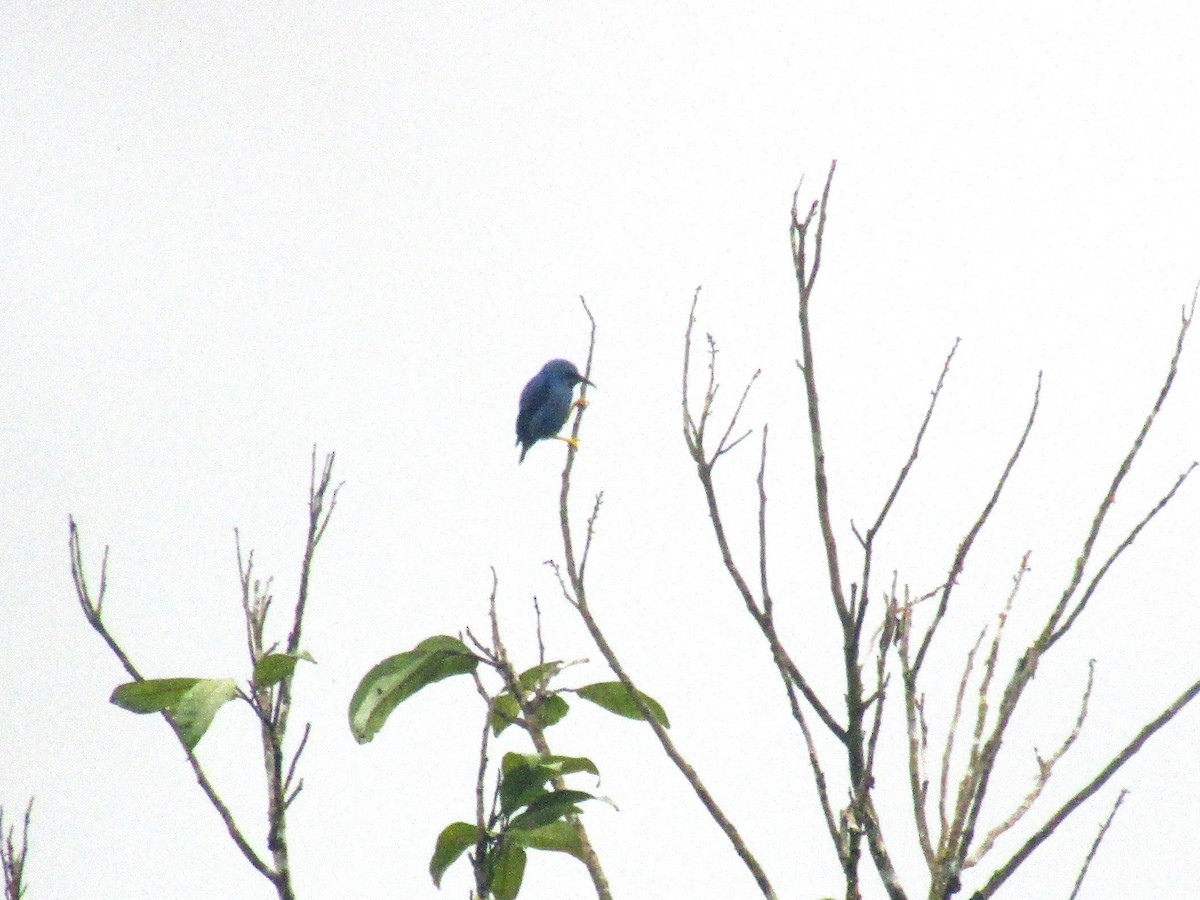 Shining Honeycreeper - ML642667615