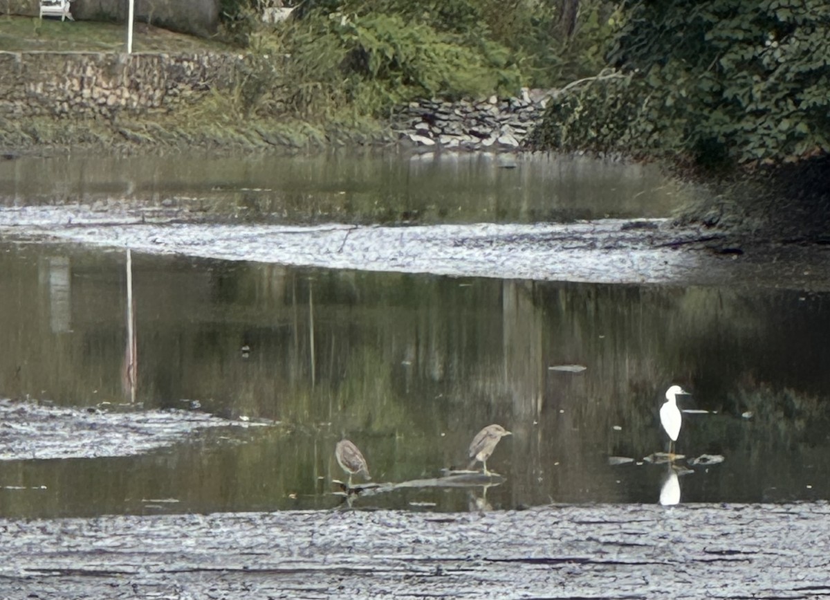 natthegre - ML642667618