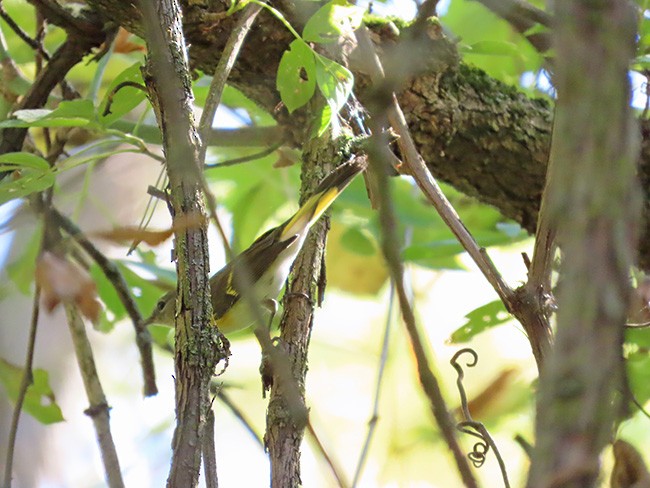 American Redstart - ML642667630