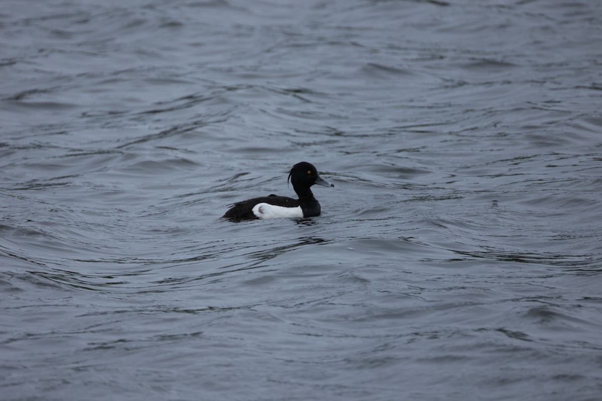 Tufted Duck - ML642667631